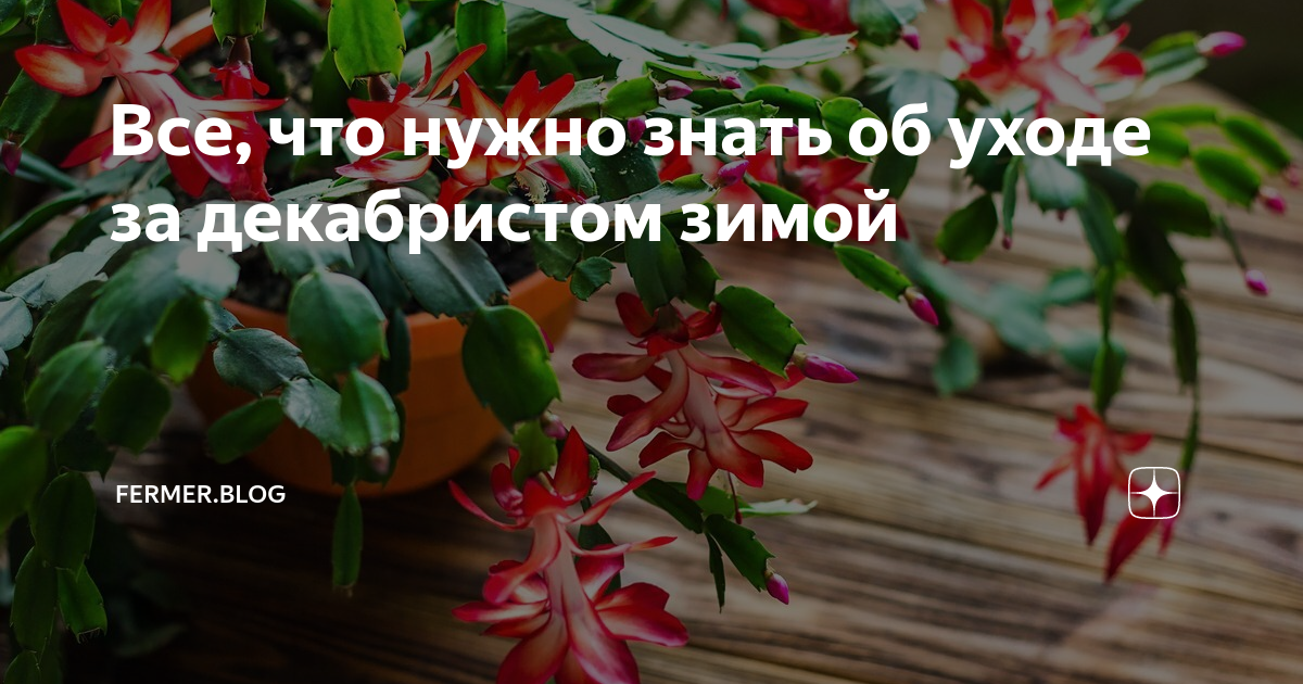 Правильная пересадка декабриста в домашних условиях