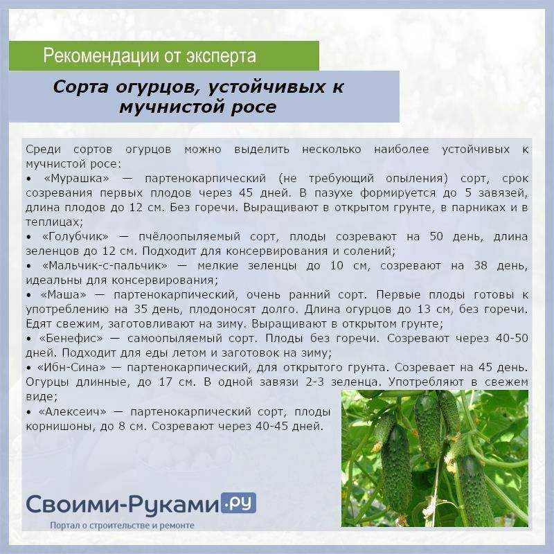Мучнистая роса на декоративных кустарниках и деревьях