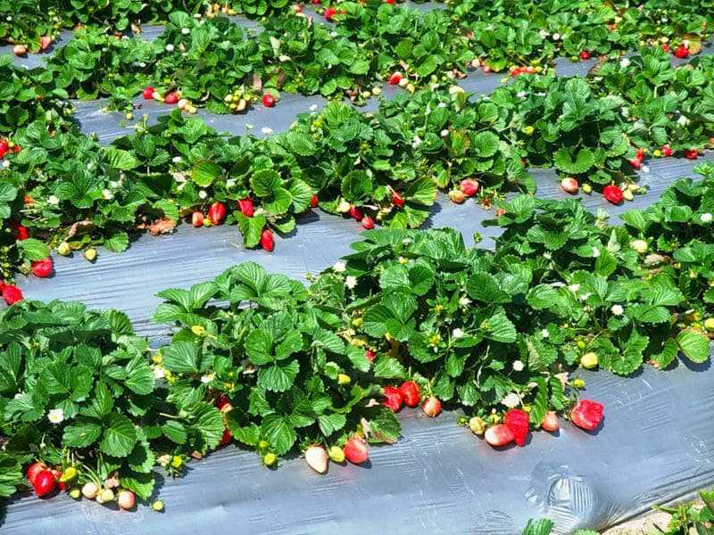 Можно ли сажать рядом разные сорта клубники