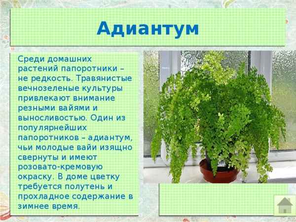 Адиантум: посадка и уход, выращивание, размножение, сорта, фото, видео.