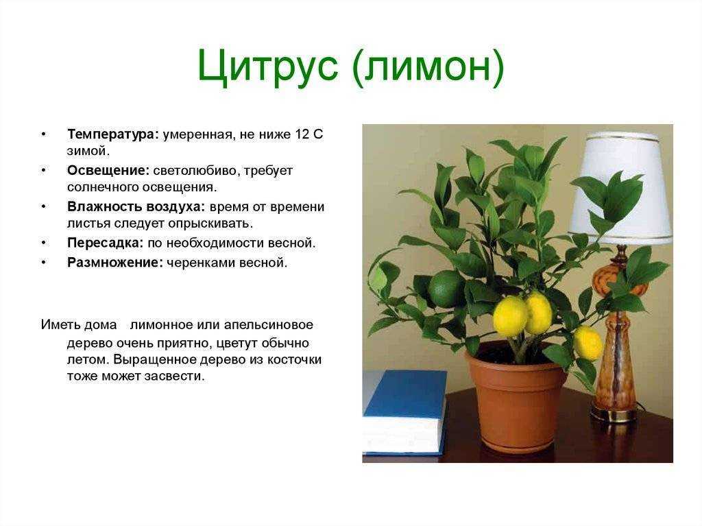 ✅ лимон пандероза уход в домашних условиях - питомник46.рф
