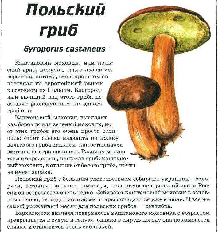 Польский гриб: фото и описание маховика каштанового, его свойства, полезные свойства и пищевая ценность