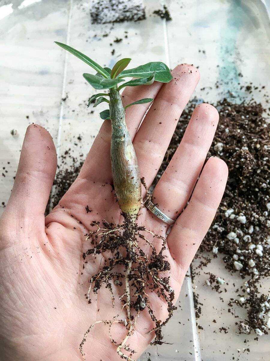 Ухаживание за адениумом.