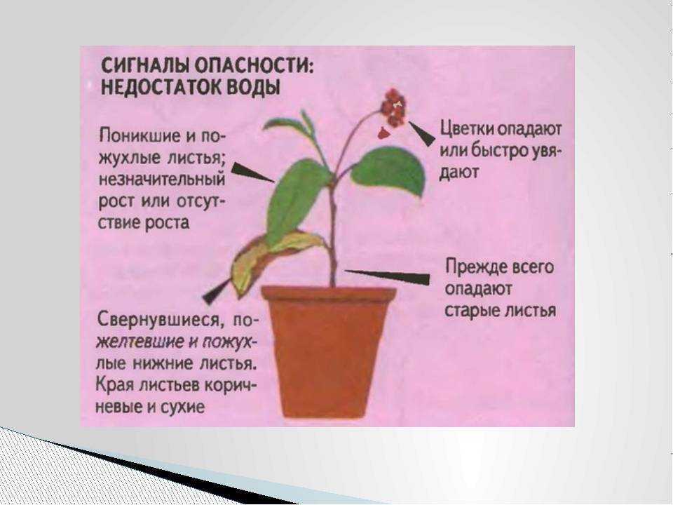 Выращивание бальзамина из семян: как и когда сажать на рассаду в 2023 году