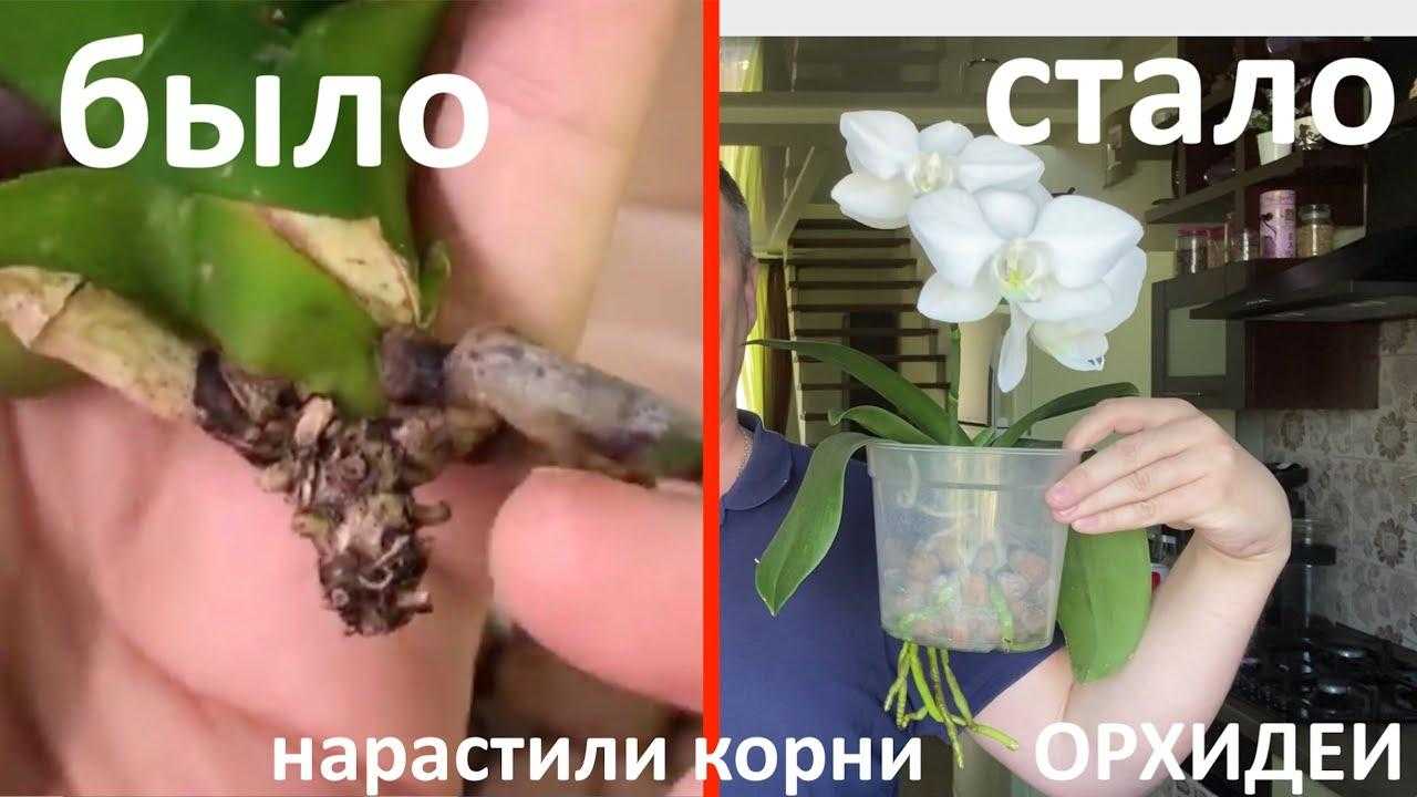 Способы быстрого наращивания корней у орхидей дома для высадки: советы