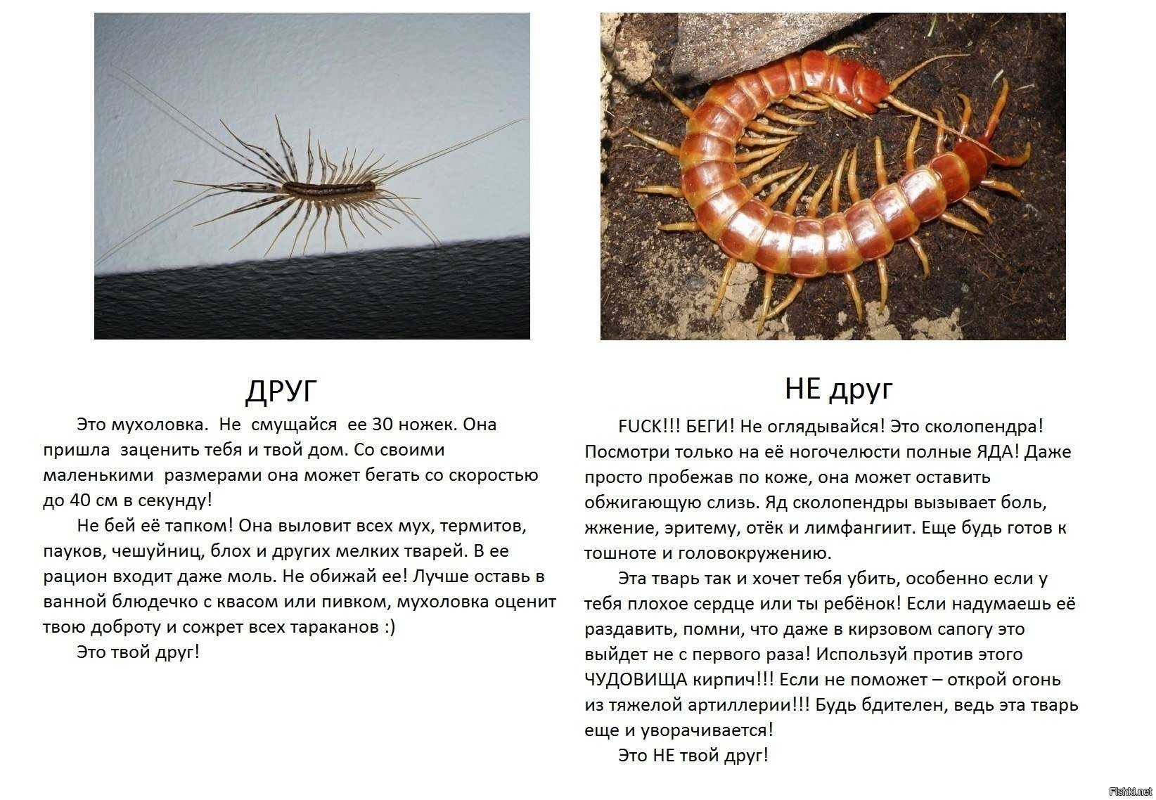 Описание мокриц