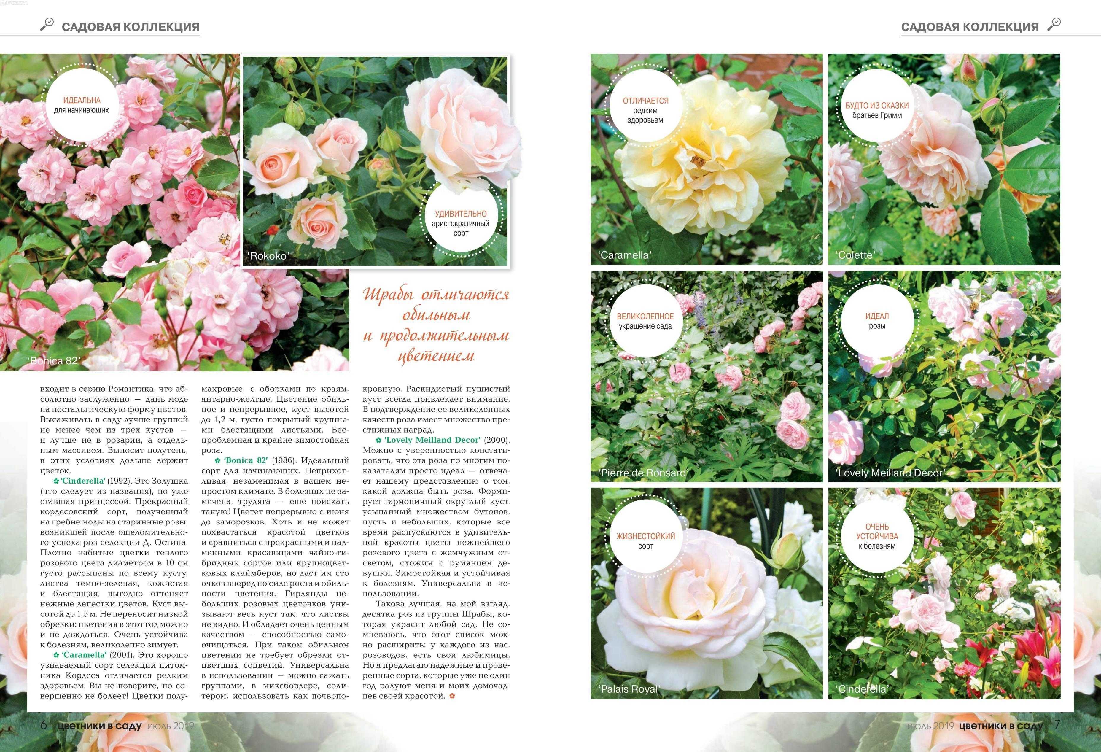 Чайно-гибридная роза «акварель» (rose aguarel): описание, особенности выращивания, фото