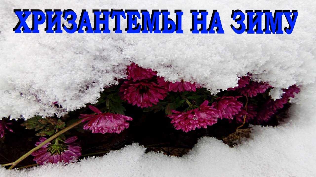 Как сохранить хризантемы зимой не выкапывая из земли