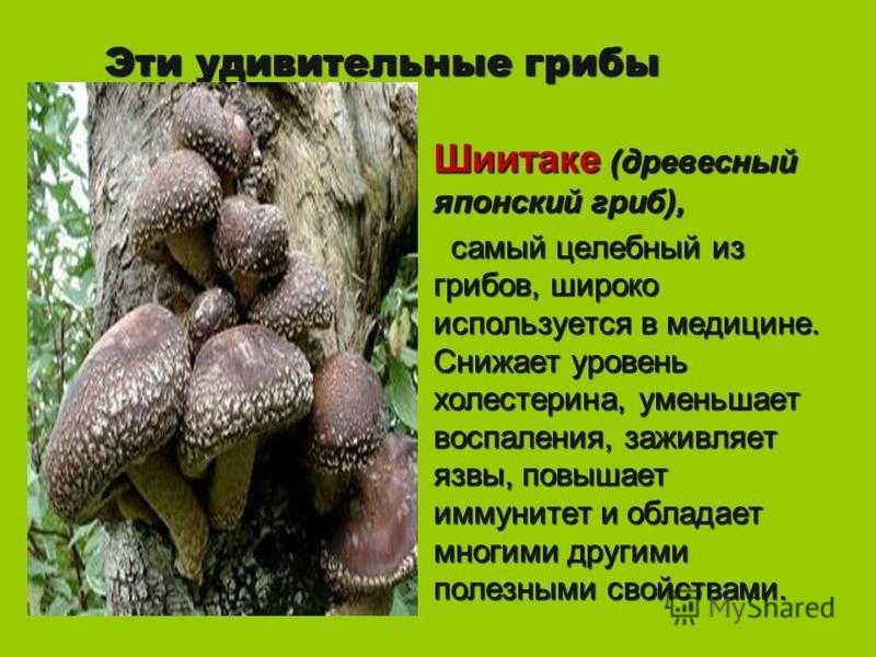 Древесные грибы