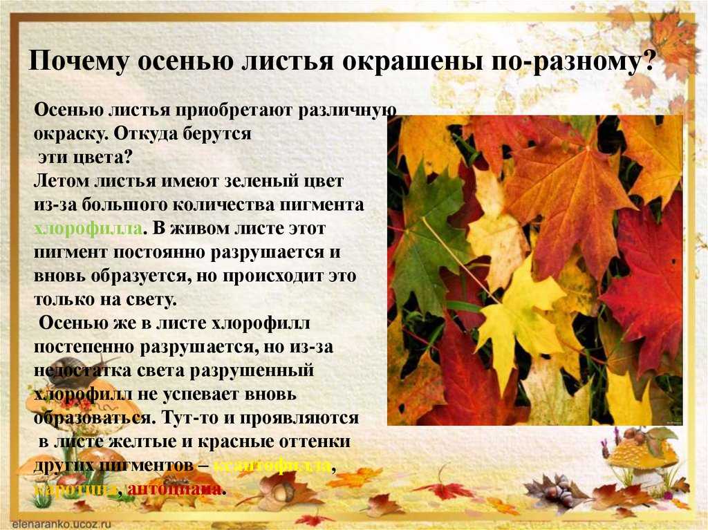 Дуб осенью: описание, фото листьев
