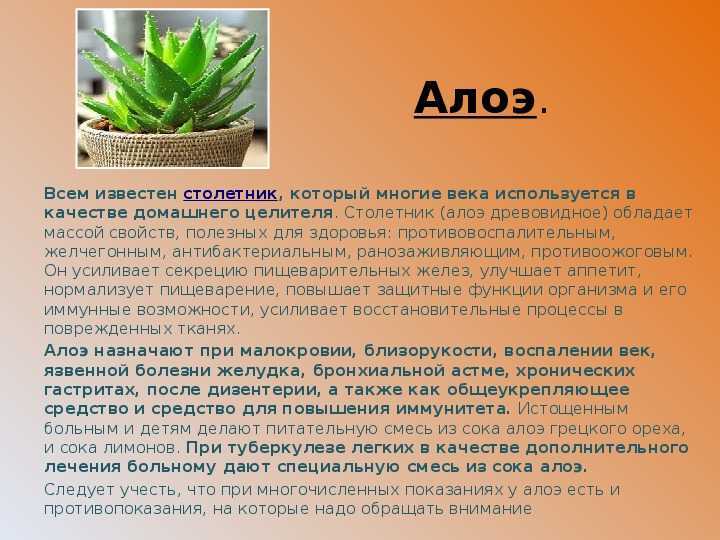 Алоэ: почему погиб столетник в горшке, как его нужно было спасти, что делать, когда цветок пропадает, засыхает, вянет, гниет и опадают листья?дача эксперт