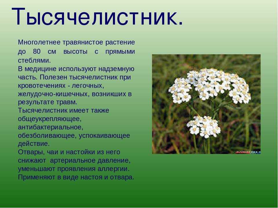Тысячелистник: полезные свойства и противопоказания, посадка и уход, фото