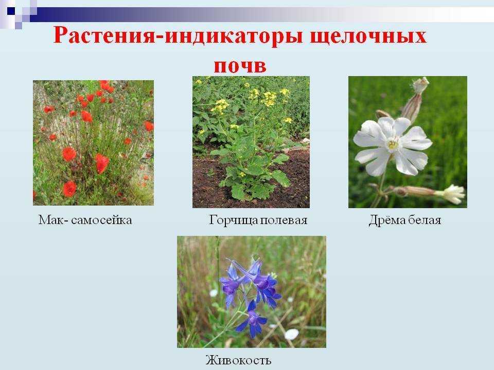 Как по сорнякам определить кислая или щелочная почва в огороде