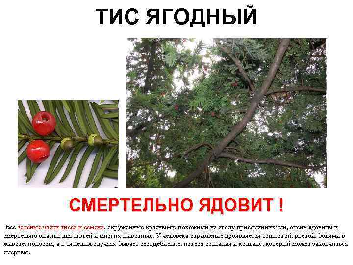 Хвойный тис: инструкция по посадке и уходе в открытом грунте