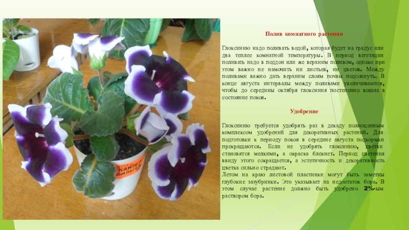 Больше глоксиний хороших и разных! размножение семенами и частями растения