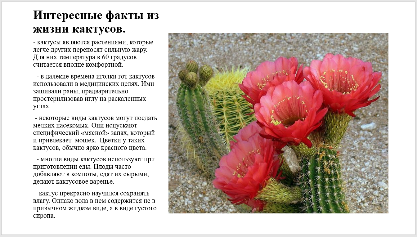Из нашей статьи вы узнаете, какой самый большой, маленький, высокий и дорогой кактус в мире, увидите фото Ознакомитесь со многими интересными фактами о растении, например, сколько оно может прожить без воды, а также с секретом производства текилы