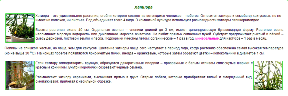 Хатиора: уход, размножение, виды