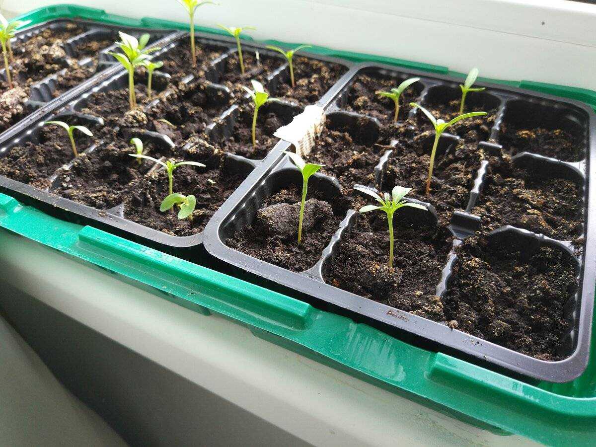 Способы увеличить всхожесть семян бархатцев