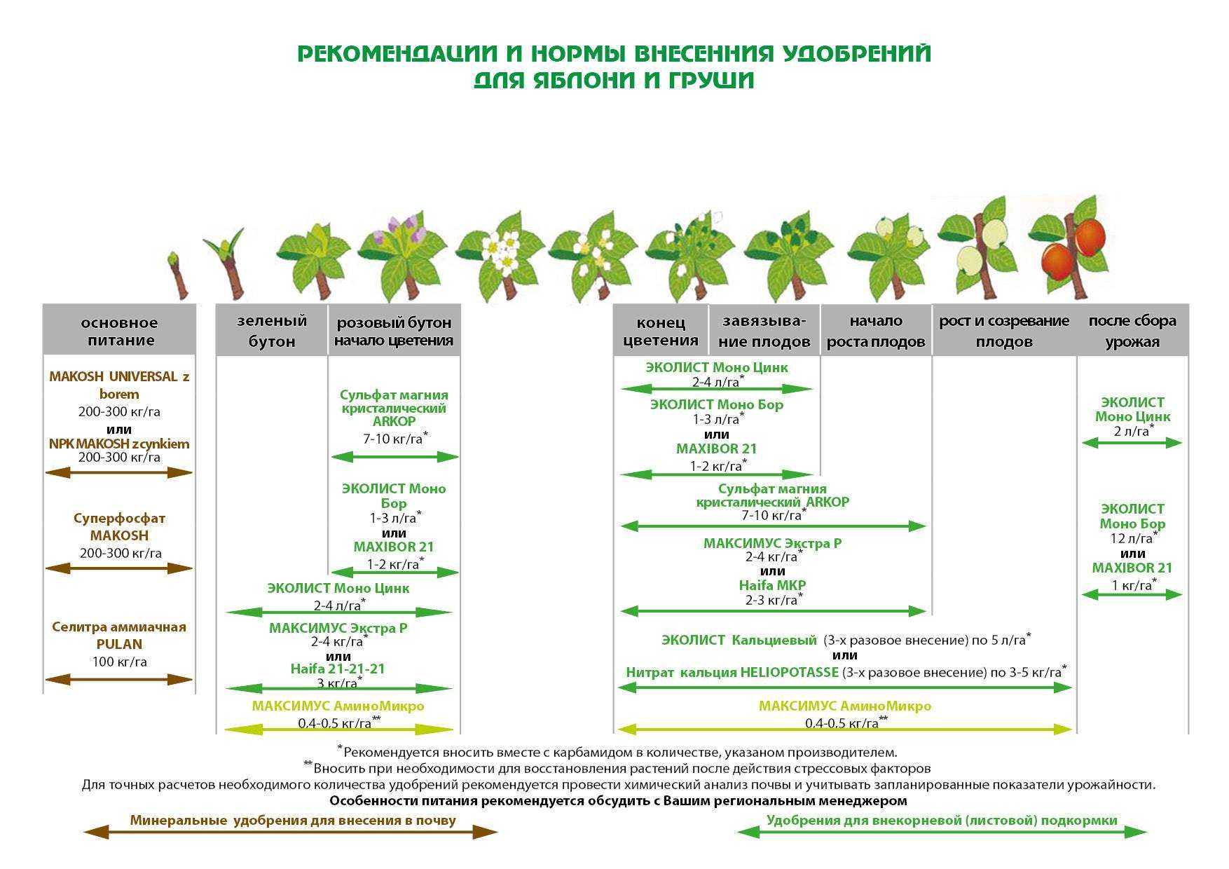 Самая полная инструкция по удобрениям для рассады