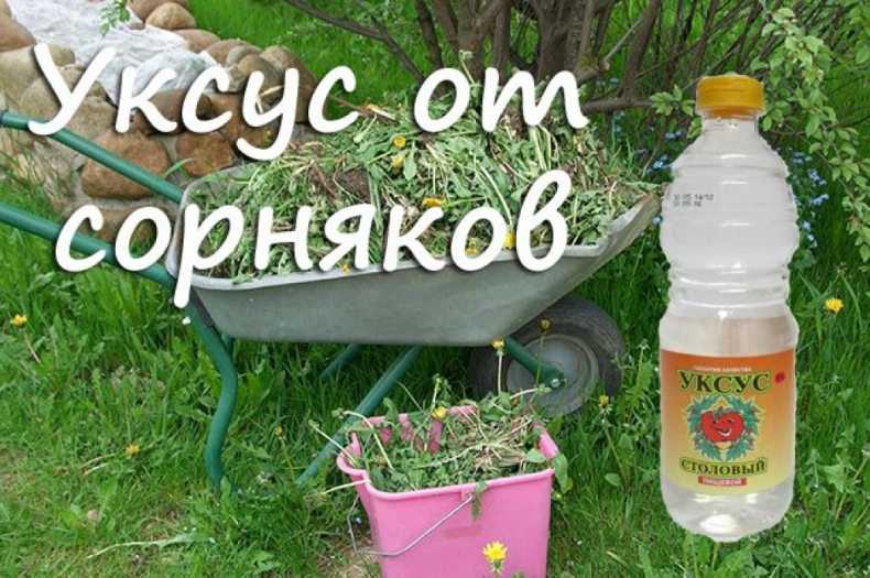 Мокрица: где растет и как избавиться от травы на участке навсегда