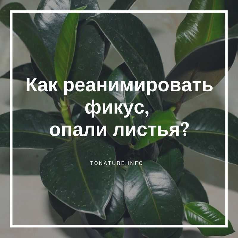 Фикус каучуконосный уход в домашних условиях обрезка, болезни