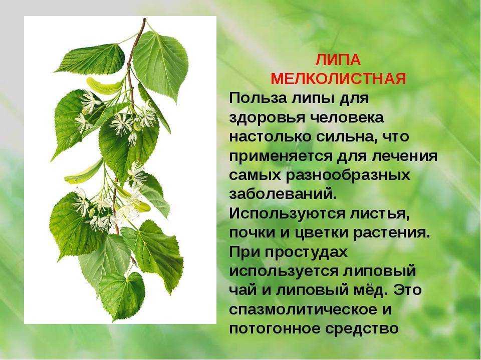 Крестовник (якова) обыкновенный: описание растения с фото, лечебные свойтсва selo.guru — интернет портал о сельском хозяйстве