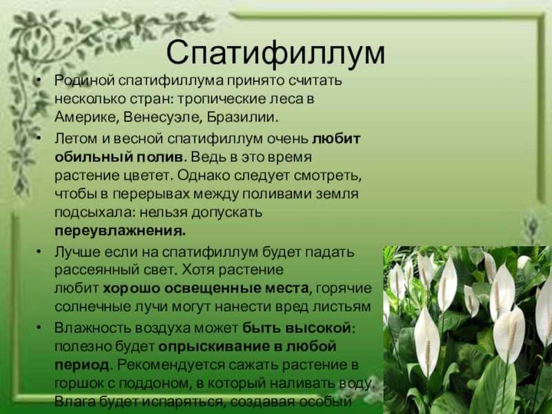 Ядовитые растения для кошек: как помочь при отравлении?
