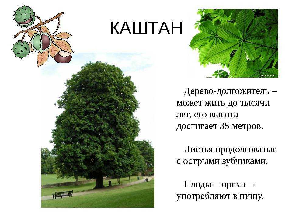 Где растет и как выглядит дерево бук