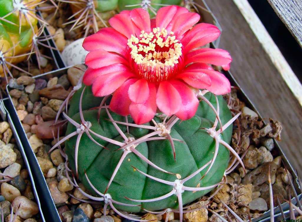 Кактус гимнокалициум (gymnocalycium): описание рода, как ухаживать