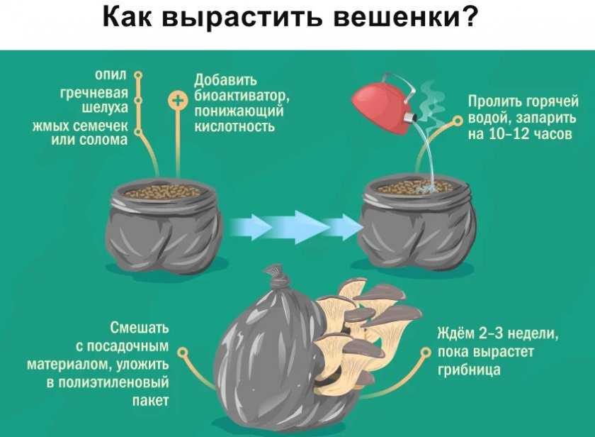 Грибы вешенки: описание и фото, где собирать, как вырастить дома