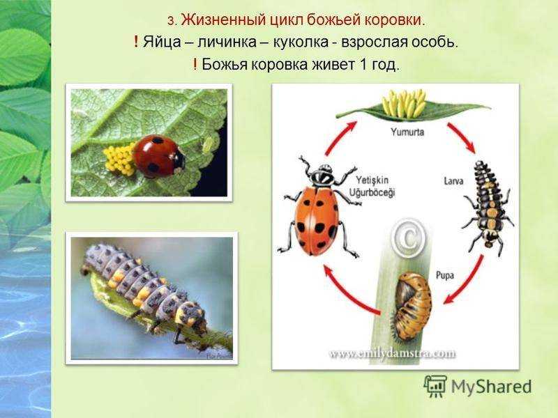 Божья коровка: ее повадки, виды, ареал обитания, видео, фото и многое другое