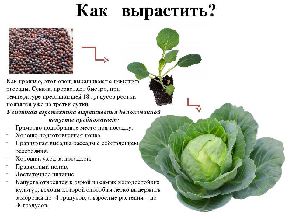 Цветная капуста: выращивание и уход в открытом грунте и теплице, сроки и правила посадки