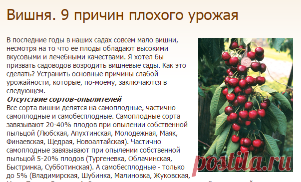 Что такое самобесплодный сорт черешни: что это значит, как опылять и будет ли плодоносить