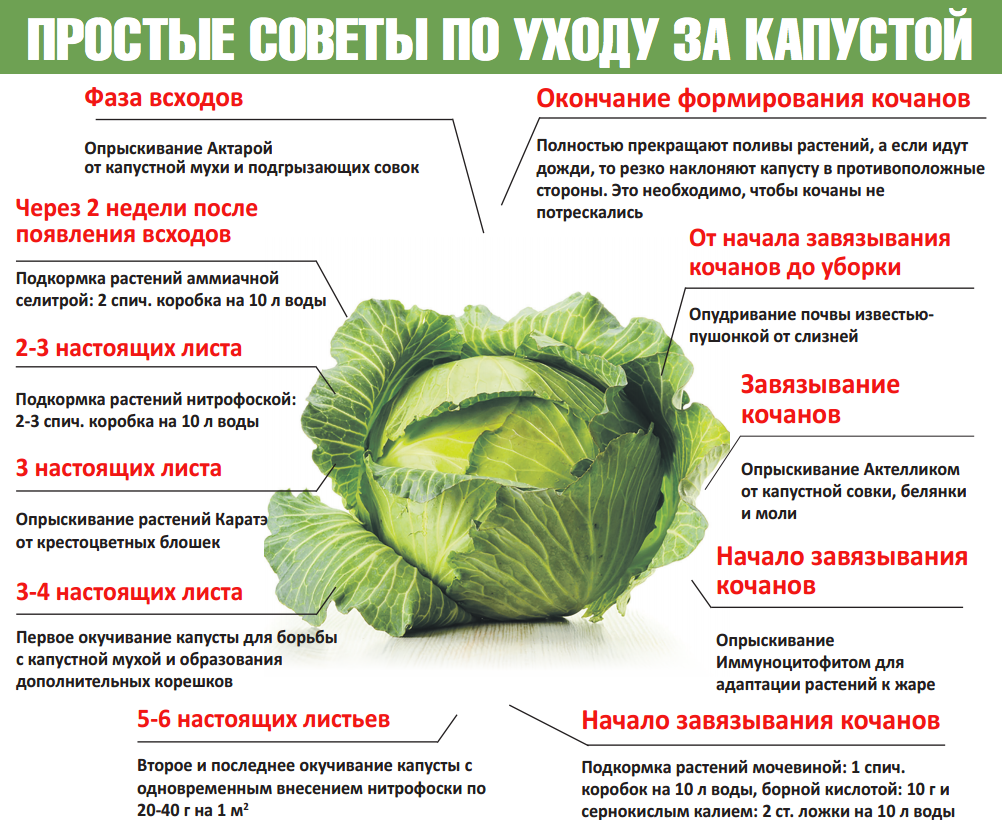 Сбор урожая капусты: сроки, когда собирать, хранение