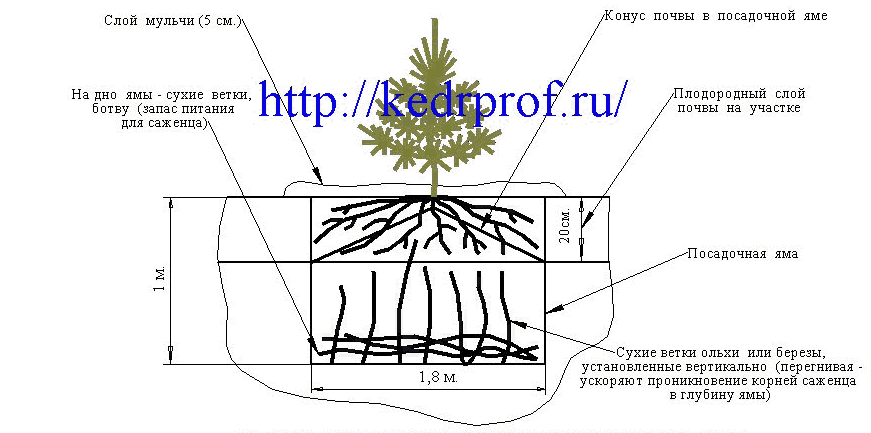 Через сколько лет начинает плодоносить кедр