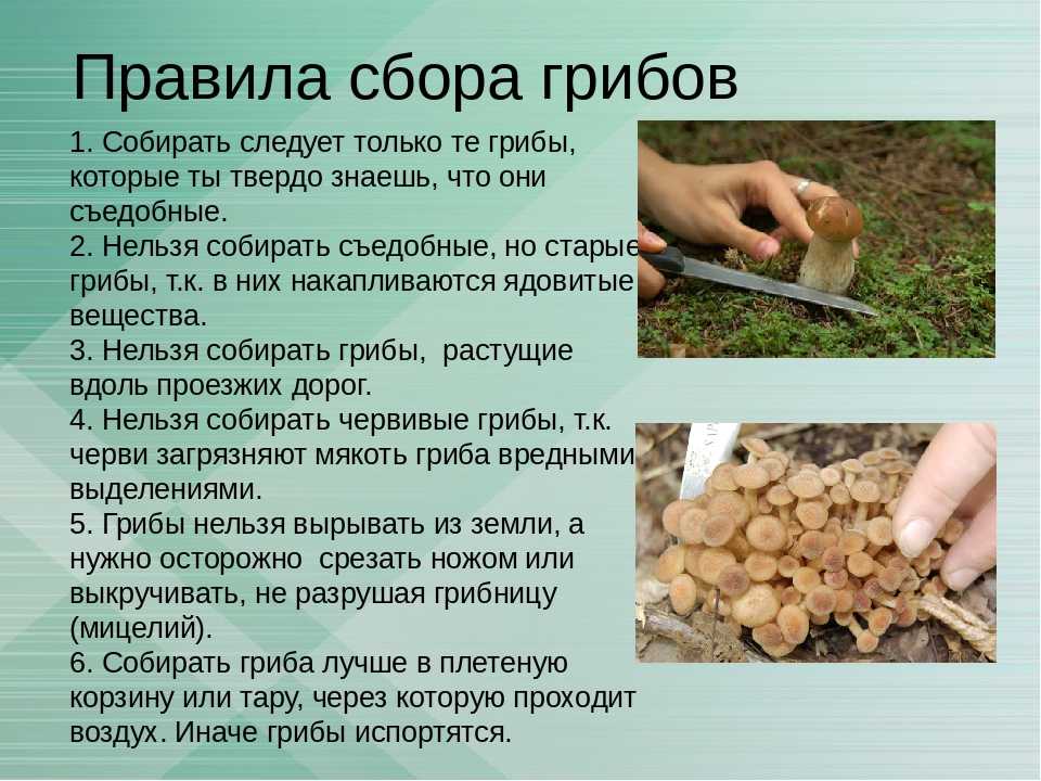 Рыжики, жареные на сковороде: простые рецепты
