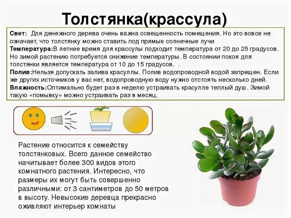 Бутия - уход, размножение, болезни