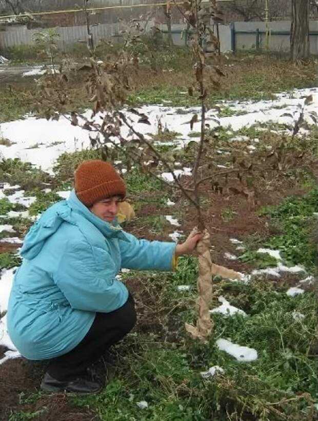 Как укрыть яблоню на зиму, чтобы она пережила холод