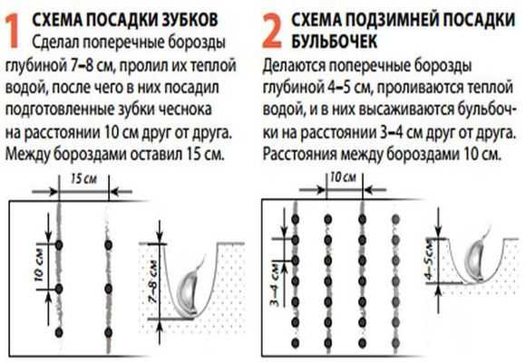 Посадка ярового чеснока и уход в открытом грунте: когда и как сеять летний овощ зубчиками весной, а также возможные проблемы и трудности