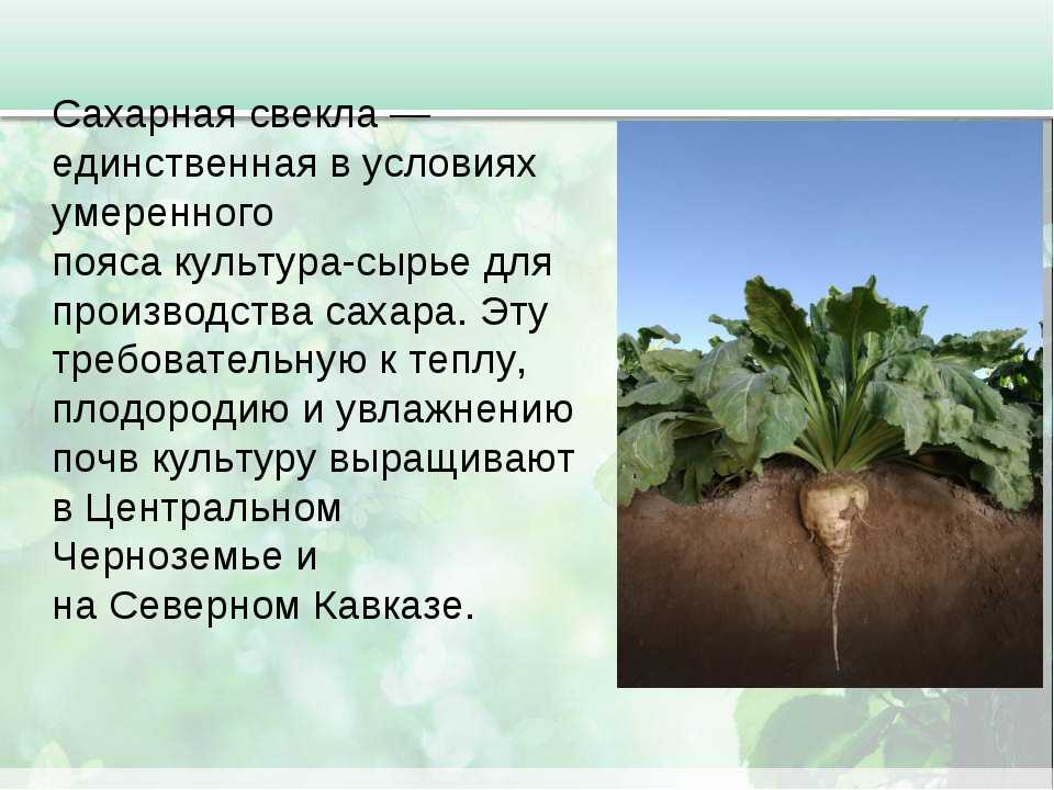 Свекла кормовая лада: описание и особенности сорта, фото буряка, технология возделывания из семян, сбор и хранение урожая