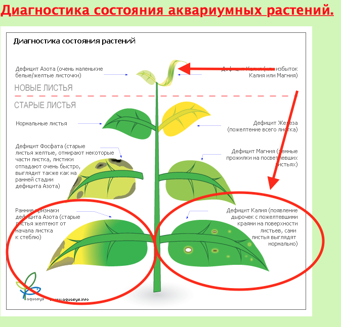 Почему у лимона опадают листья - возможные причины и способы решения проблемы