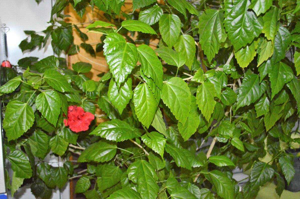 Гибискус (китайская роза) hibiscus - уход в домашних условиях: полив, подкормки, секреты выращивания, размножение, фото гибискусов