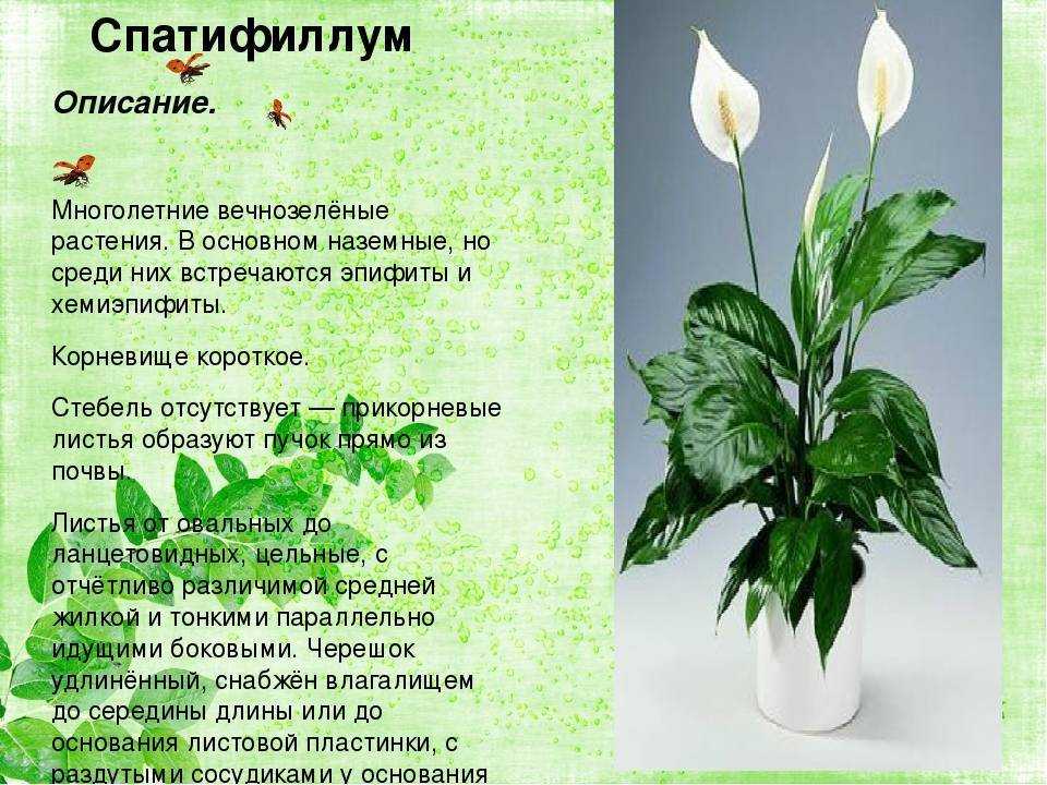 Цветок "женское счастье" сохнет: почему желтеют и вянут кончики листьев у спатифиллума, что делать при этой проблеме, как ухаживать за растением в домашних условиях?