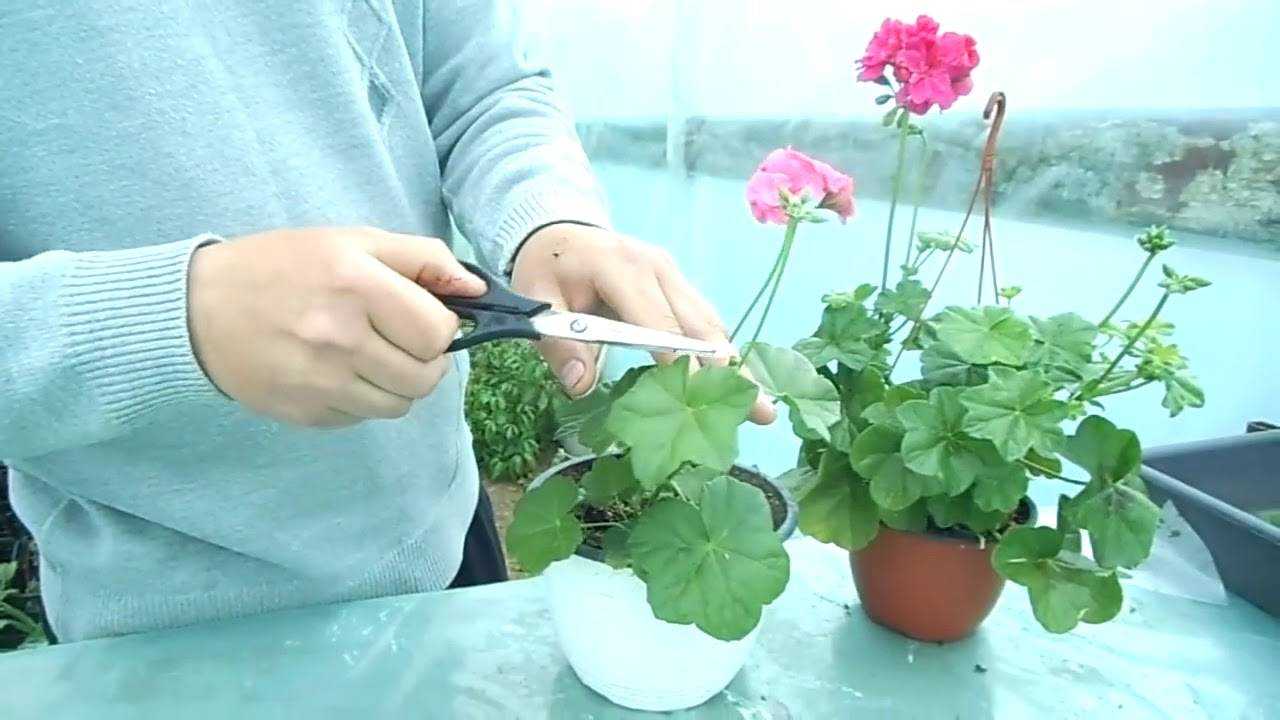 Как посадить герань: основные принципы и хитрости