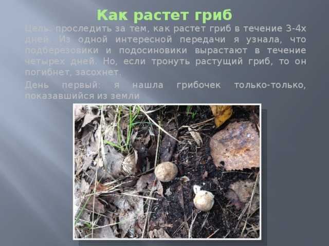 Через сколько дней после дождя появляются грибы и когда можно собирать