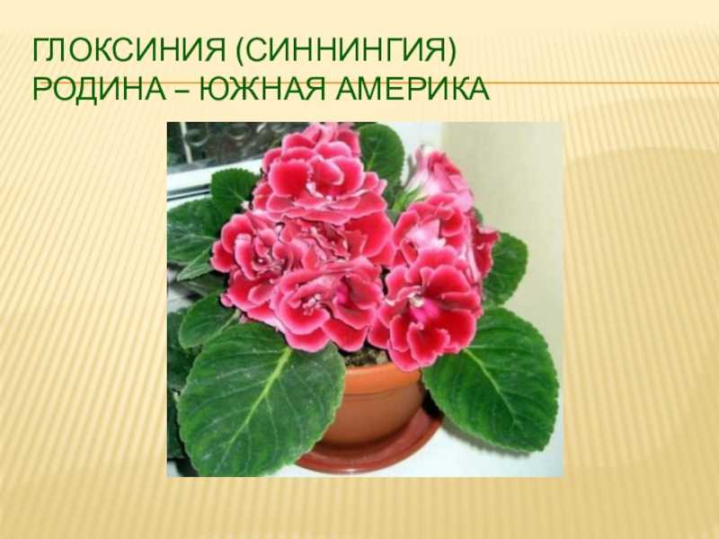 Все секреты выращивания глоксинии или синнингии в квартире: фото, сорта, мастер-класс