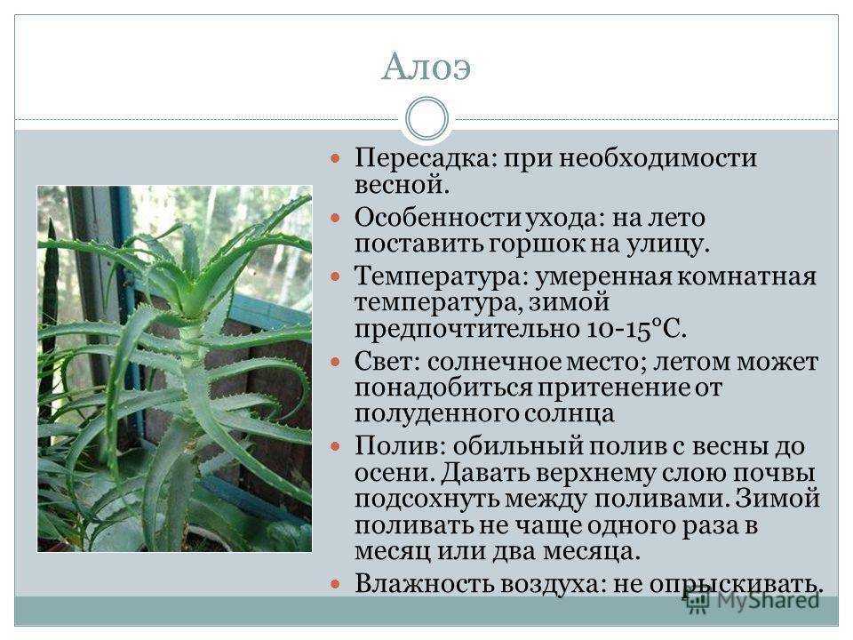 Как поливать алоэ вера правильно: в каких органах растение запасает влагу, как часто нужно увлажнять в домашних условиях, сколько раз надо орошать зимой?дача эксперт