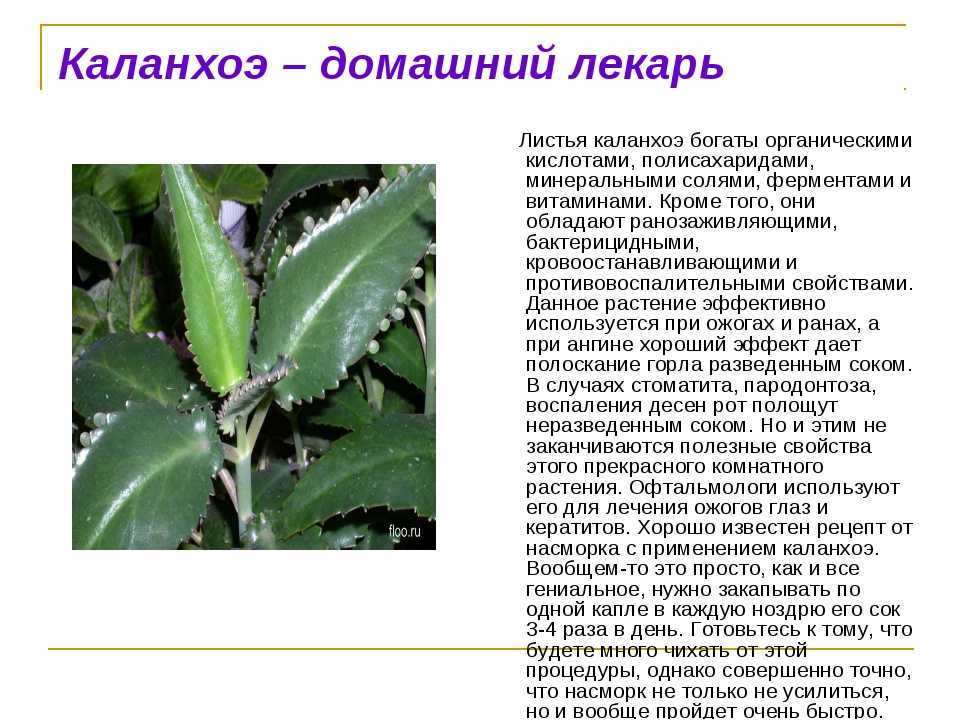 Каланхоэ: болезни листьев (вид на фото) и их лечение, способы борьбы с вредителями, уход в домашних условиях для профилактики недугов цветкадача эксперт