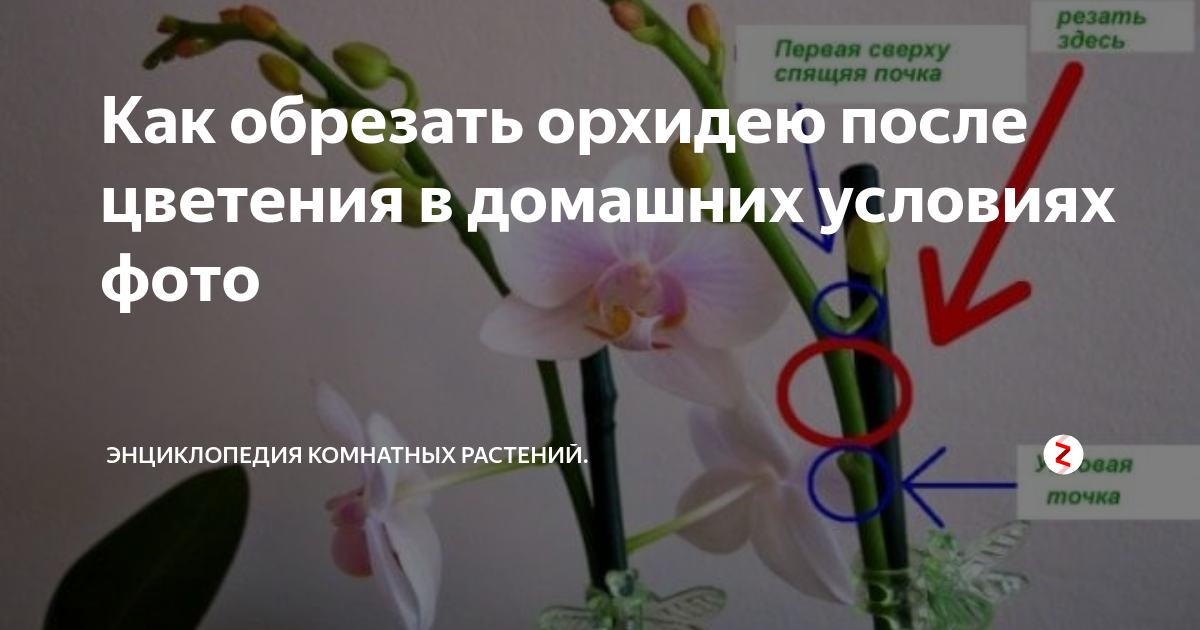 Что делать, когда фаленопсис отцвел