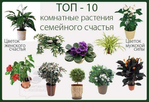 Комнатные растения, приносящие счастье